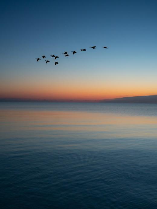 Pájaros cruzando un cielo vacío sobre el mar al atardecer